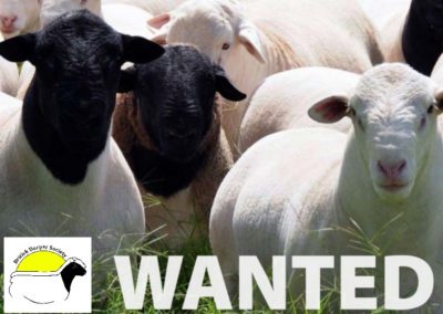 FREE Advert  Example