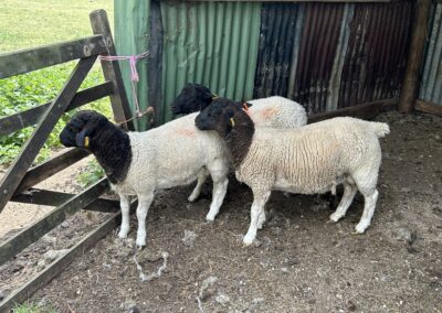 Dorper Ram Lambs