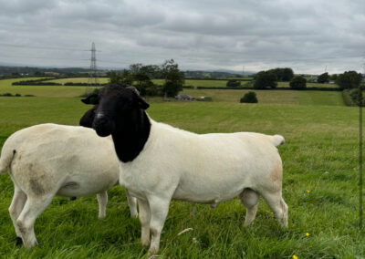 Dorper Ram
