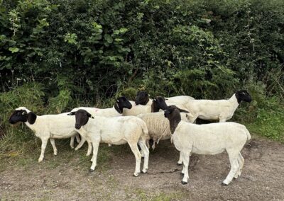 Dorper Yearling Ewes