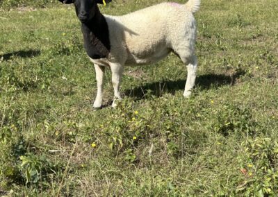 Pedigree Ewe Lambs