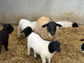 Selection of Dorpers